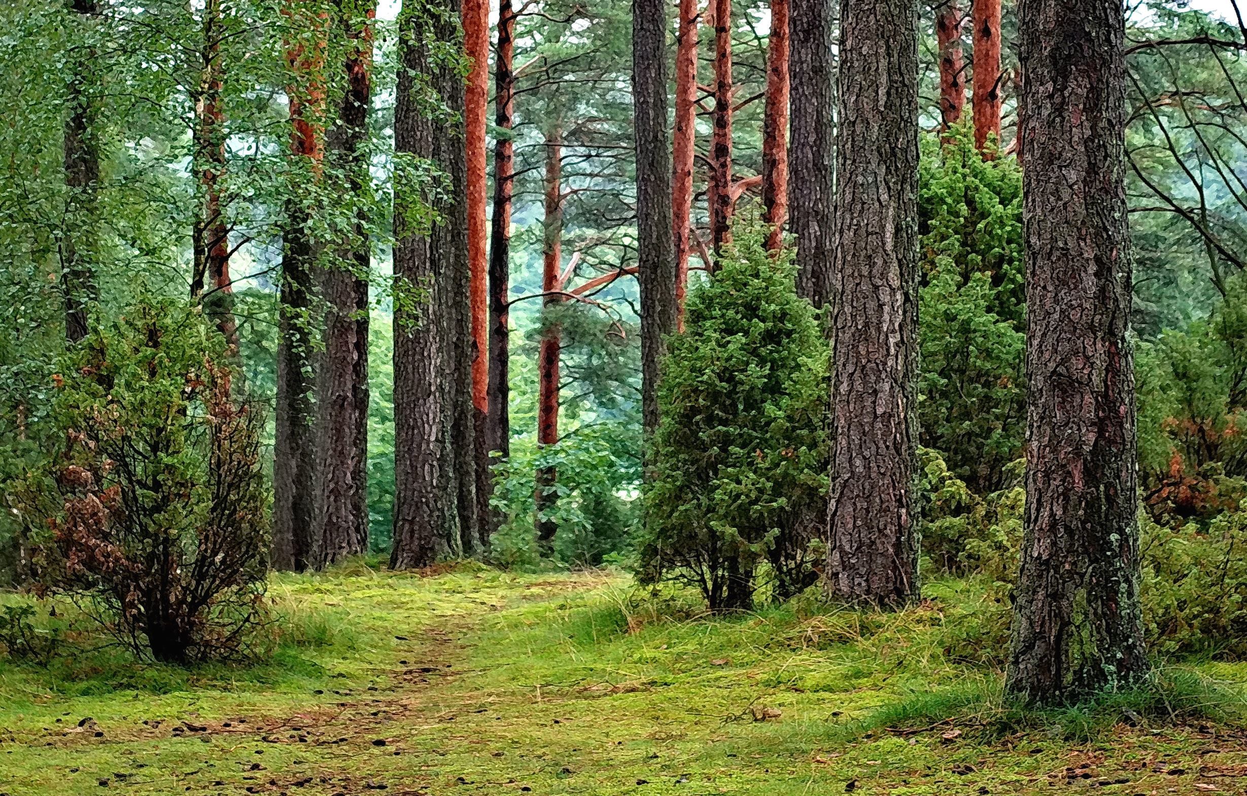 Kuva metsästä
